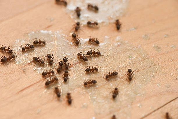 Best Exterminator Services  in Winona, MS
