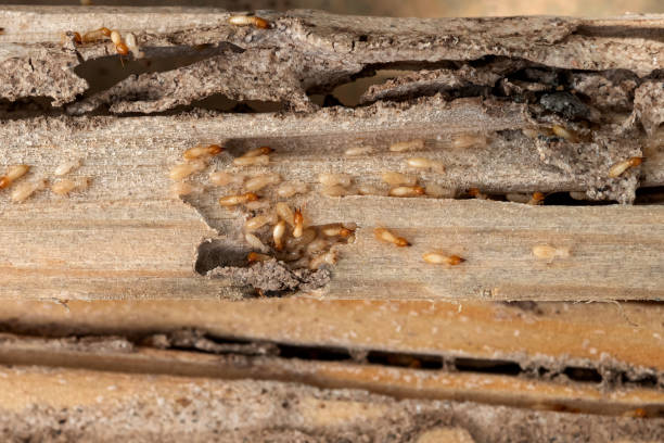 Best Cockroach Control Services  in Winona, MS